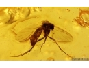 Air bubbles and Fungus gnat Mycetophilidae. Fossil inclusions Baltic amber #13298