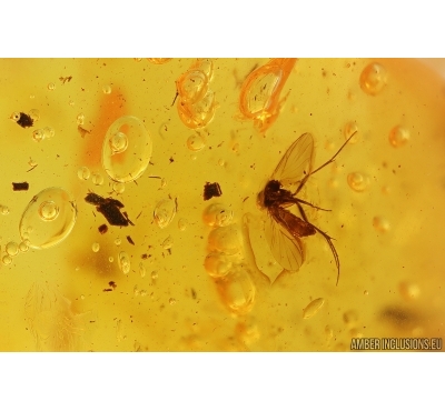 Air bubbles and Fungus gnat Mycetophilidae. Fossil inclusions Baltic amber #13298