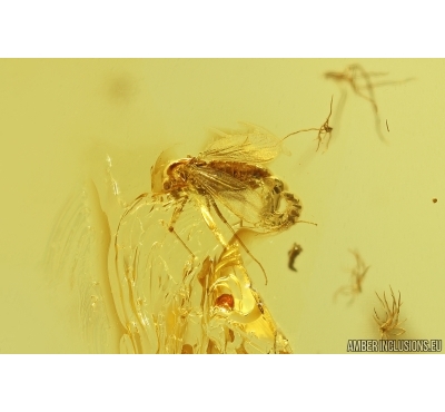 True midge Chironomidae with Eggs and Long-legged fly Dolichopodidae. Fossil inclusions Baltic amber #13299