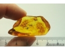 Rare Moth fly Psychodidae. Fossil inclusion Baltic amber #13302