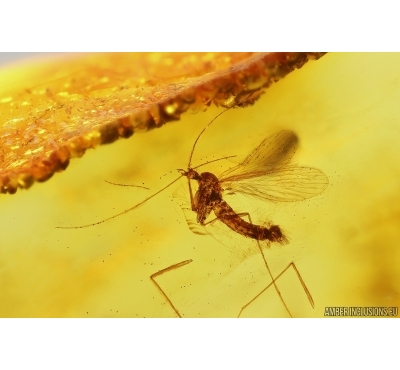 Rare Moth fly Psychodidae. Fossil inclusion Baltic amber #13302