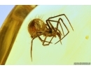 Nice Spider Araneae. Fossil inclusion Baltic amber #13304