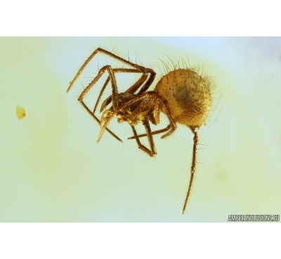 Nice Spider Araneae. Fossil inclusion Baltic amber #13304