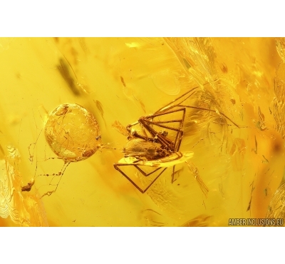 Nice  Spider with Cocoon in Spider Web. Fossil inclusions Baltic amber #13305