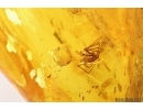 Nice  Spider with Cocoon in Spider Web. Fossil inclusions Baltic amber #13305