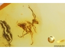 Rare Springtail Collembola with collophore! Wasp Hymenoptrara and More. Fossil inclusion Baltic amber #13307