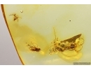 Rare Springtail Collembola with collophore! Wasp Hymenoptrara and More. Fossil inclusion Baltic amber #13307