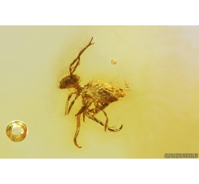 Rare Springtail Collembola with collophore! Wasp Hymenoptrara and More. Fossil inclusion Baltic amber #13307