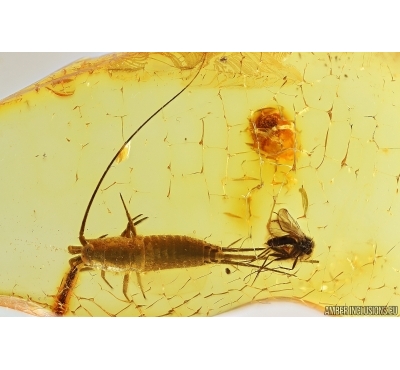 Bristletail Machilidae and Fungus gnat Mycetophilidae. Fossil inclusions Baltic amber #13308