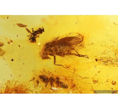 Muscoid fly Acalyptratae, Rare Root-eating Beetle Monotomidae and Two Ants. Fossil inclusions Baltic amber #13314