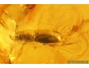 Muscoid fly Acalyptratae, Rare Root-eating Beetle Monotomidae and Two Ants. Fossil inclusions Baltic amber #13314