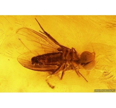 Rare long-legged fly Dolichopodidae. Fossil insect Baltic amber #13316