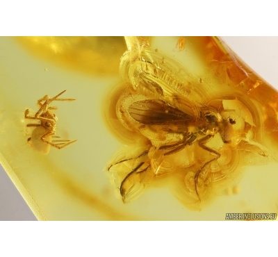 Long-legged fly Dolichopodidae and Spider Araneae. Fossil inclusions Baltic amber #13317