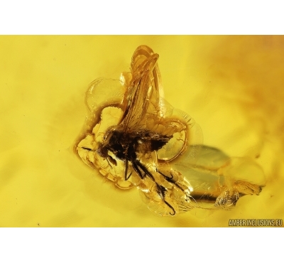 Dance fly Empidoidea. Fossil inclusion in Baltic amber #13318
