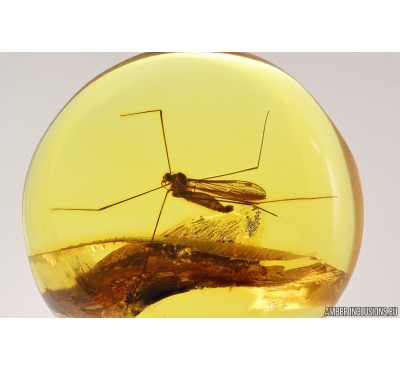 Crane fly Limoniidae. Fossil insect in Baltic amber #13319