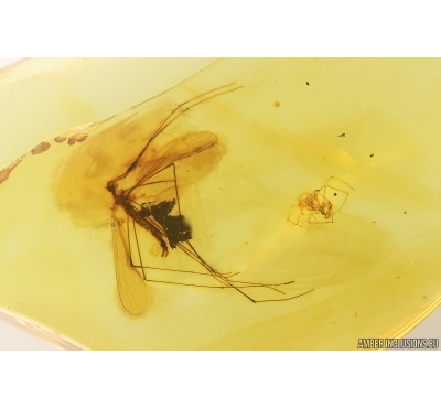 Rare Crane fly Limoniidae Hexatoma and Spider. Fossil inclusions iBaltic amber #13320