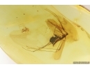 Rare Crane fly Limoniidae Hexatoma and Spider. Fossil inclusions iBaltic amber #13320