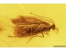 Two Caddisflies Trichoptera. Fossil inclusions Baltic amber #13321