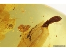 Rare Mite Caeculidae and More. Fossil inclusions Ukrainian Rovno amber #13327R