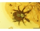 Rare Mite Caeculidae and More. Fossil inclusions Ukrainian Rovno amber #13327R