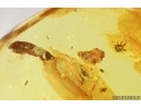 Rare Mite Caeculidae and More. Fossil inclusions Ukrainian Rovno amber #13327R