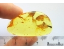 Rare Mite Caeculidae and More. Fossil inclusions Ukrainian Rovno amber #13327R