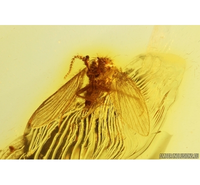 Nice Moth fly Psychodidae Fossil inclusion Baltic amber #13328