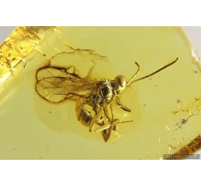 Nice Wasp Hymenoptera Ichneumonidae. Fossil insect Baltic amber #13329