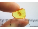 Nice Wasp Hymenoptera Ichneumonidae. Fossil insect Baltic amber #13329