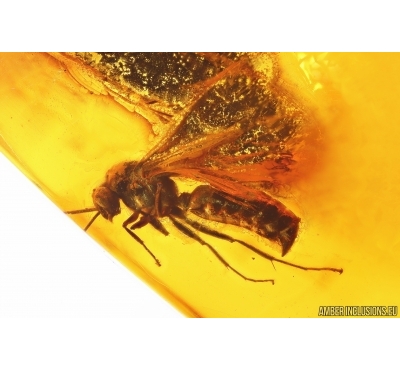 Nice Winged Ant. Fossil insect in Baltic amber #13331