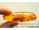 Nice Winged Ant. Fossil insect in Baltic amber #13331
