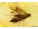 Moth Lepidoptera and More. Fossil inclusions Ukrainian Rovno amber #13333R