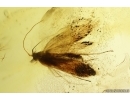 Moth Lepidoptera and More. Fossil inclusions Ukrainian Rovno amber #13333R