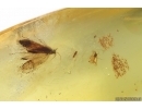 Moth Lepidoptera and More. Fossil inclusions Ukrainian Rovno amber #13333R