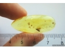 Moth Lepidoptera and More. Fossil inclusions Ukrainian Rovno amber #13333R