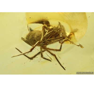 Rare Spider Theridiidae Pseudoteutana stigmatosa. Baltic amber stone #13347