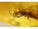 Rare Wasp Scolebythidae Pristapenesia primaeva Brues, Whitefly Aleyrodidae and More. Fossil inclusions Baltic amber #13353