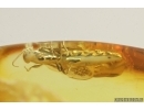 Rare Wasp Scolebythidae Pristapenesia primaeva Brues, Whitefly Aleyrodidae and More. Fossil inclusions Baltic amber #13353