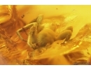 Ant Formicidae Ctenobethylus goepperti and Spider Araneae. Fossil inclusions in Nice Ukrainian Rovno amber stone #13357R
