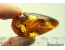 Ant Formicidae Ctenobethylus goepperti and Spider Araneae. Fossil inclusions in Nice Ukrainian Rovno amber stone #13357R