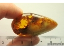 Ant Formicidae Ctenobethylus goepperti and Spider Araneae. Fossil inclusions in Nice Ukrainian Rovno amber stone #13357R