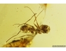 Ant Lasius schiefferdeckeri. Fossil insect Baltic amber #13358