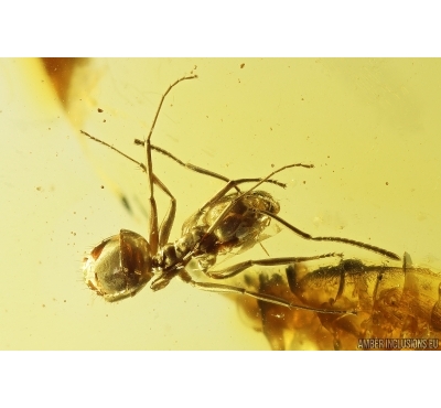Ant Lasius schiefferdeckeri. Fossil insect Baltic amber #13358
