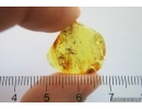 3 Ants Formicidae Ctenobethylus goepperti and Spider Araneae. Fossil inclusions Baltic amber #13359