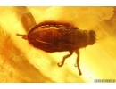 Ant Formicidae Formica Flori and Fly. Fossil inclusions in Very Nice Big 77g! Ukrainian Rovno amber stone #13361R