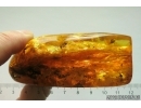 Ant Formicidae Formica Flori and Fly. Fossil inclusions in Very Nice Big 77g! Ukrainian Rovno amber stone #13361R
