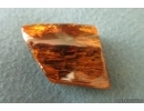 Nice Big 40 mm Wood fragment. Fossil inclusion Baltic amber stone #13366