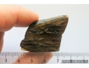 Nice Big 40 mm Wood fragment. Fossil inclusion Baltic amber stone #13366