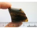 Nice Big 40 mm Wood fragment. Fossil inclusion Baltic amber stone #13366