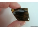 Nice Big 40 mm Wood fragment. Fossil inclusion Baltic amber stone #13366